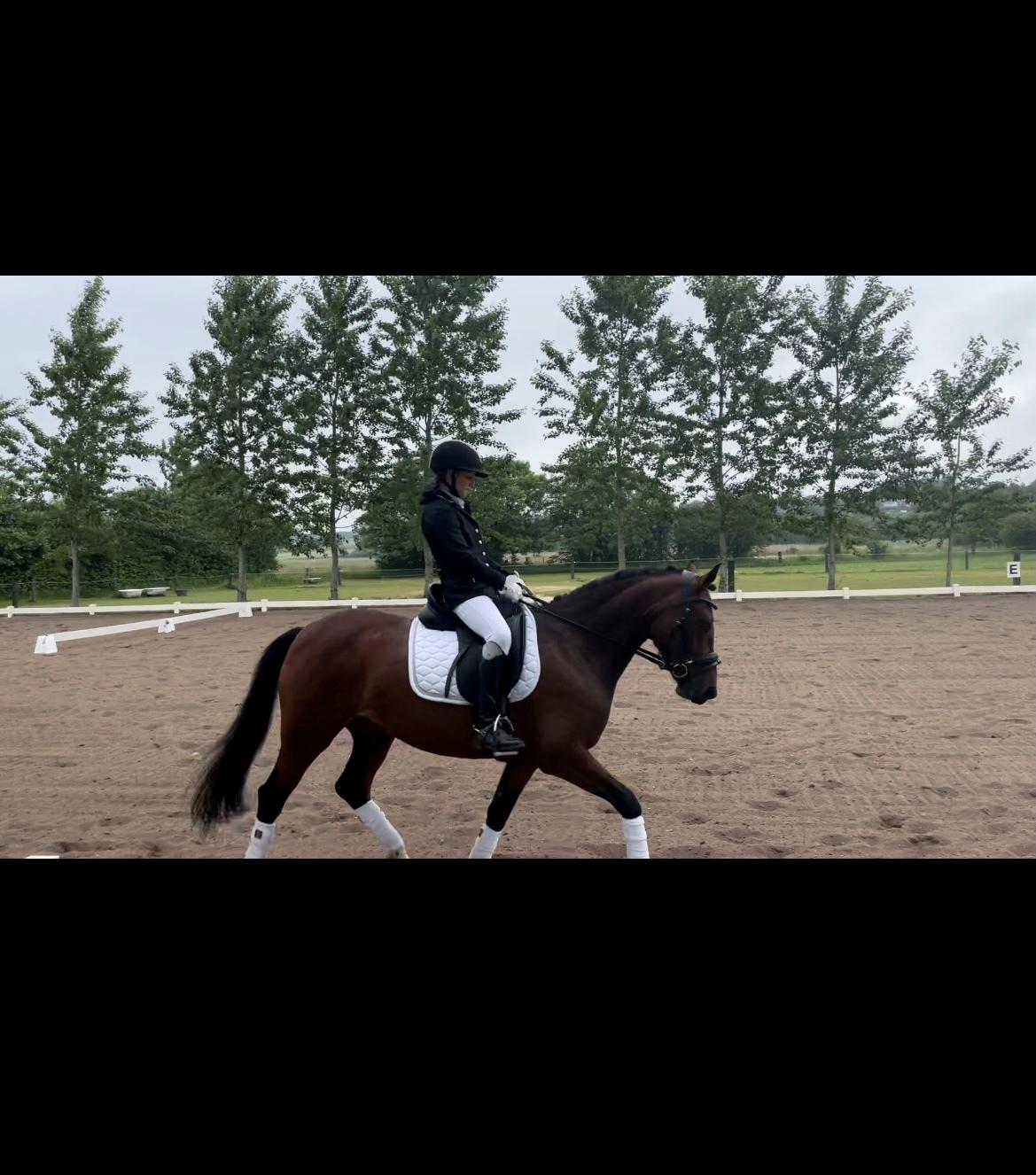 Welsh Partbred (Sec F) Rålandgårds Daya billede 18