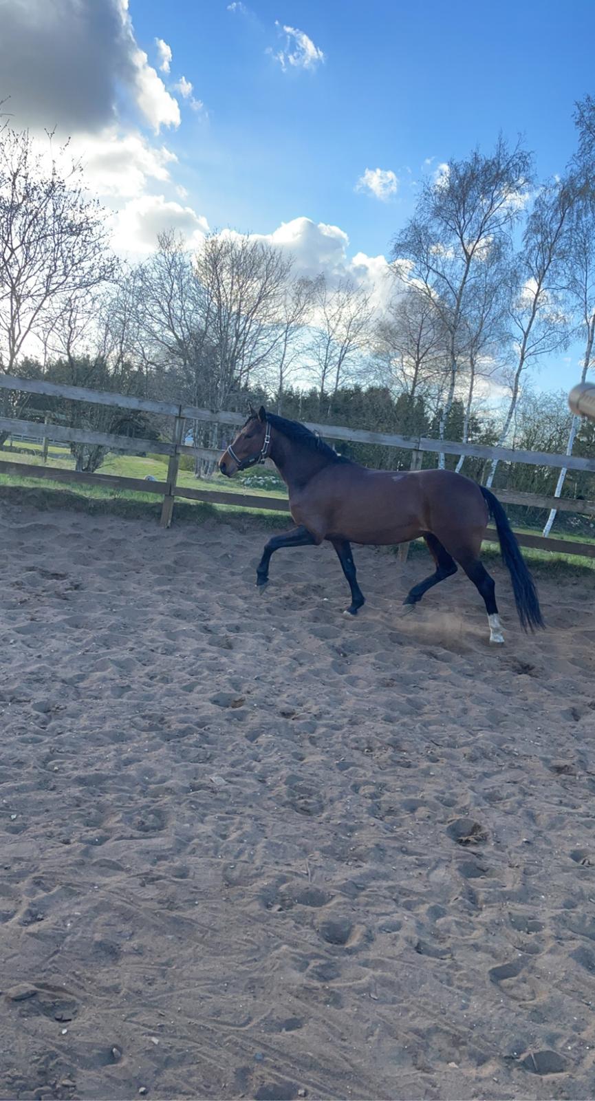 Welsh Partbred (Sec F) Rålandgårds Daya billede 20