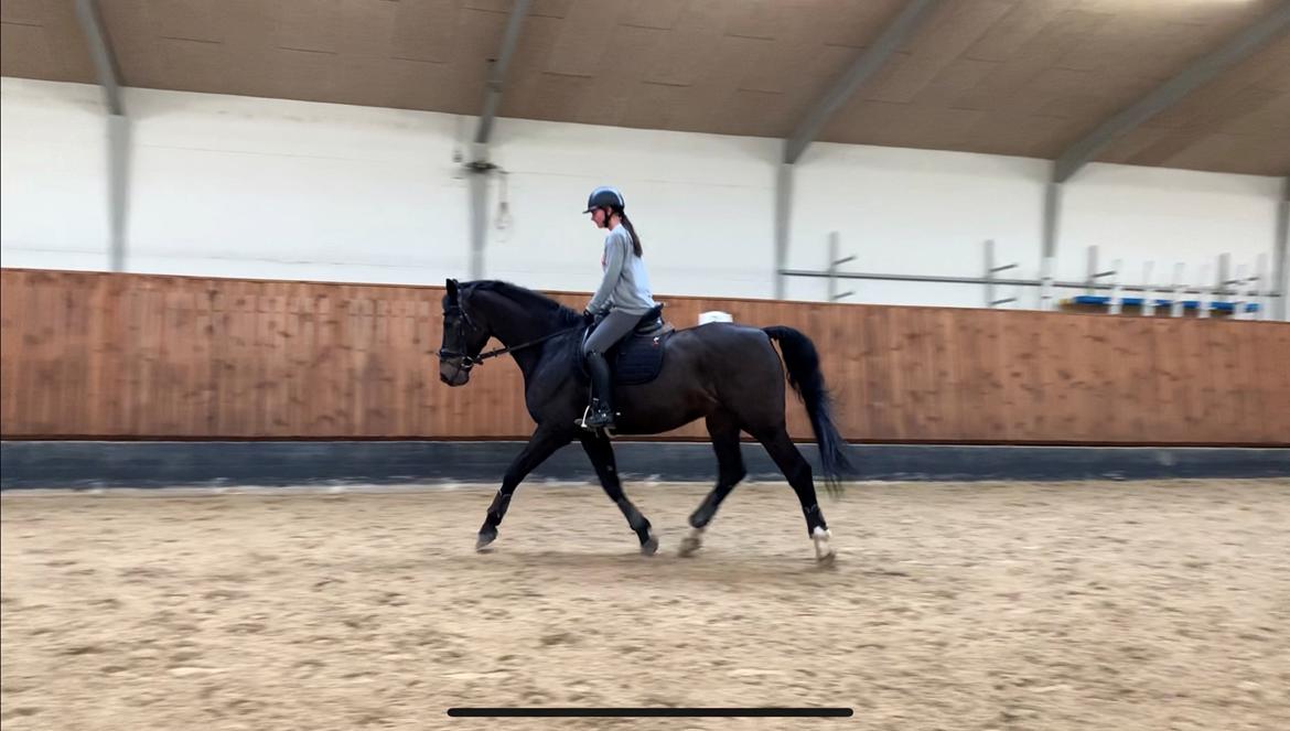 Dansk Varmblod Aqua billede 2