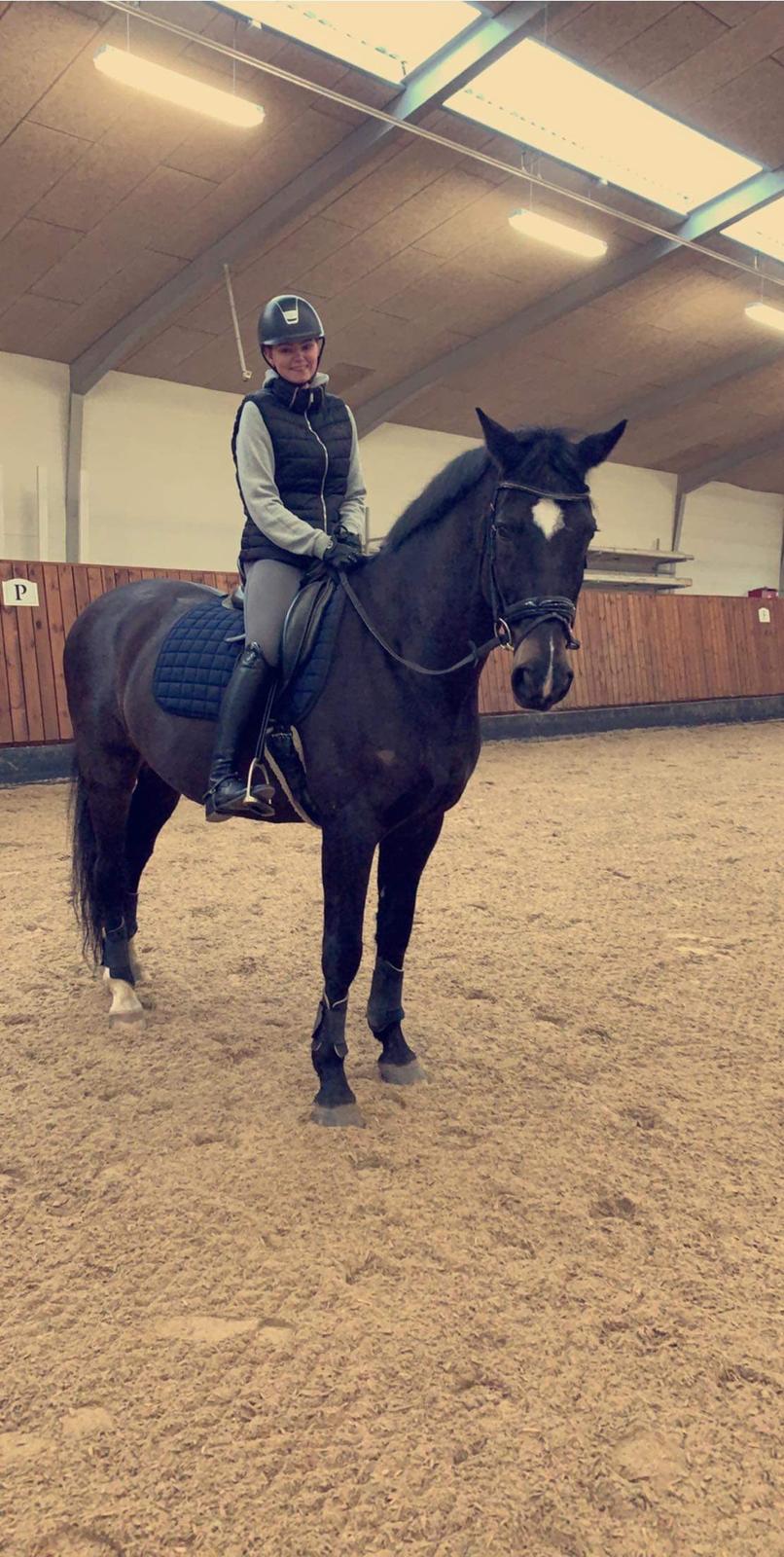 Dansk Varmblod Aqua billede 1