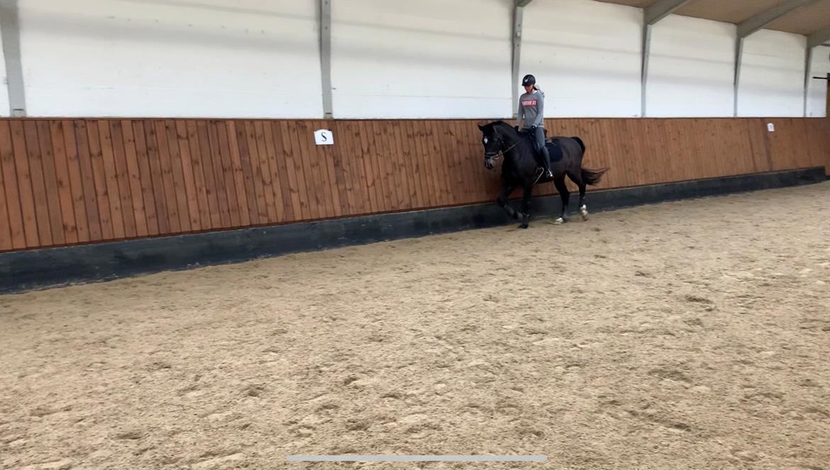 Dansk Varmblod Aqua billede 3