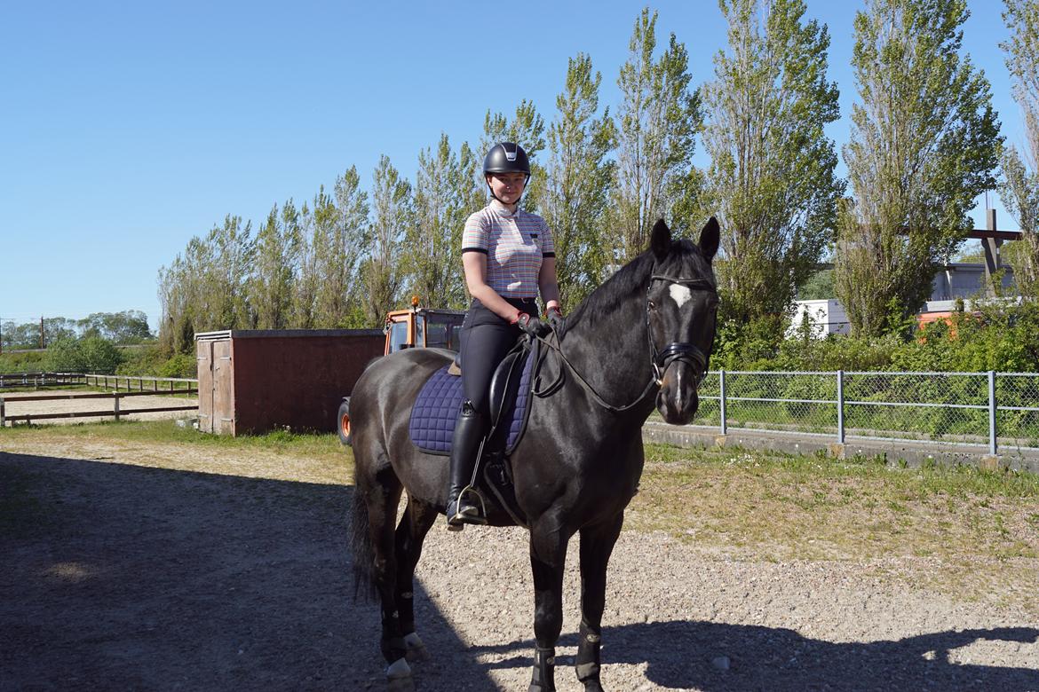 Dansk Varmblod Aqua billede 5