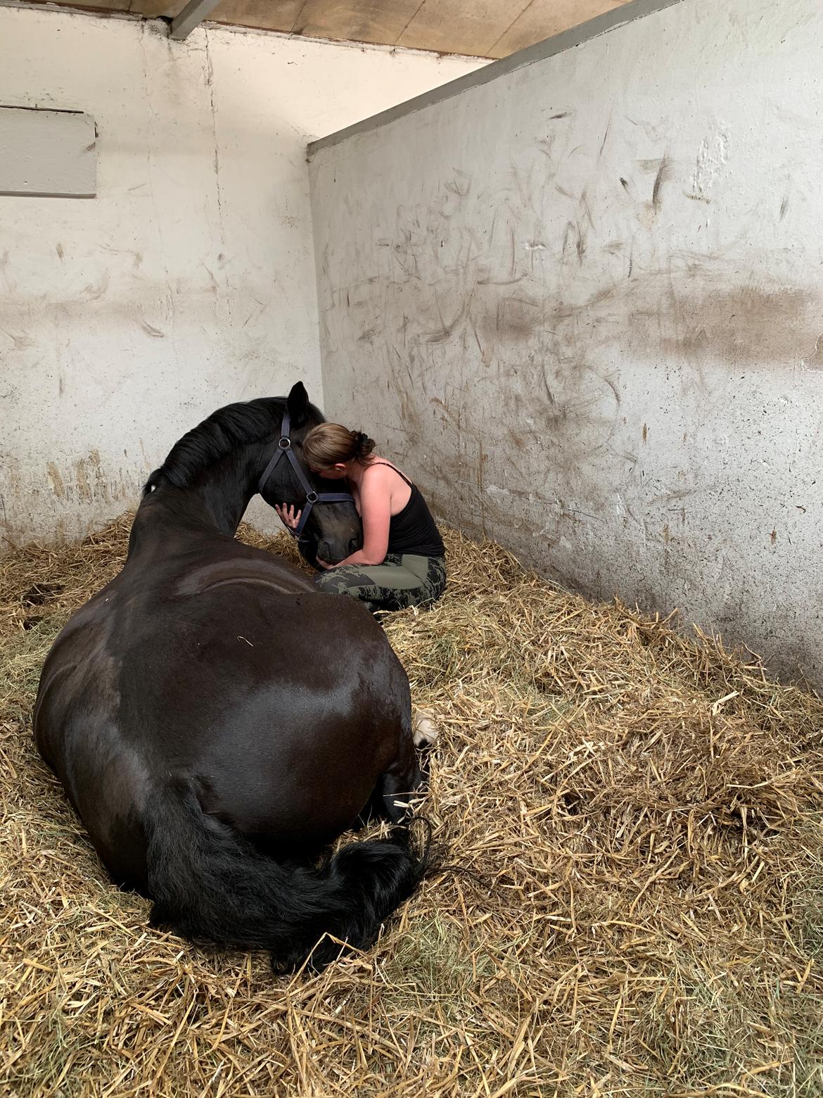 Dansk Varmblod Aqua billede 6