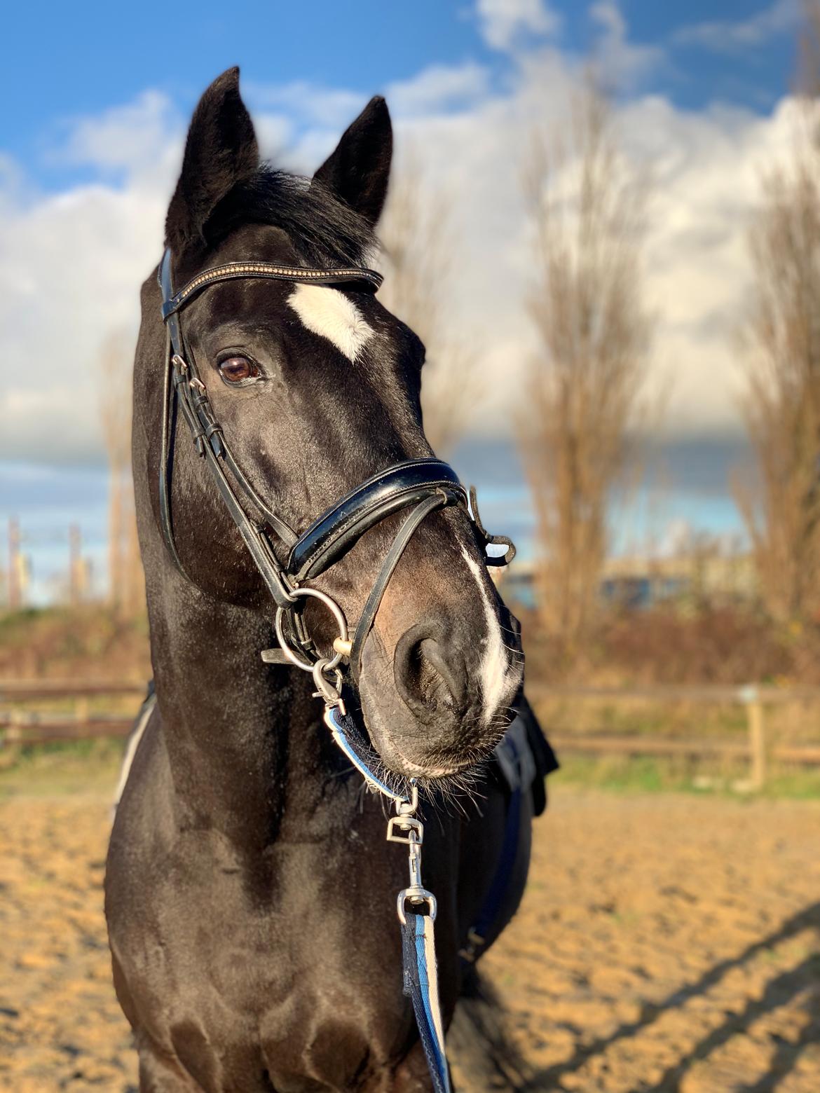 Dansk Varmblod Aqua billede 7