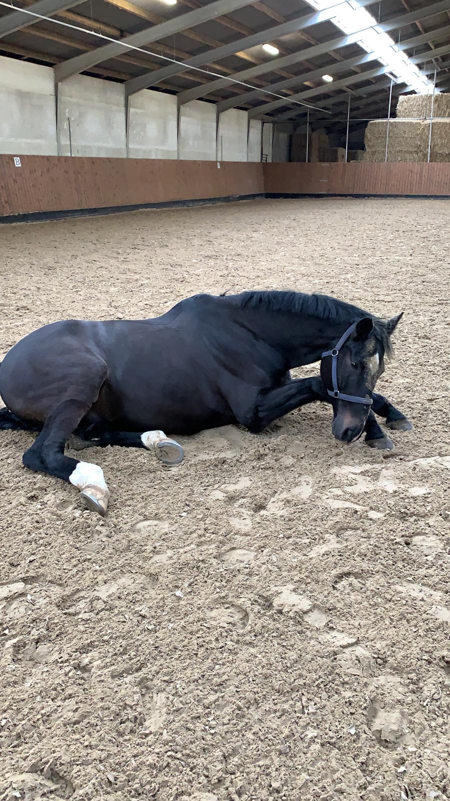 Dansk Varmblod Aqua billede 8