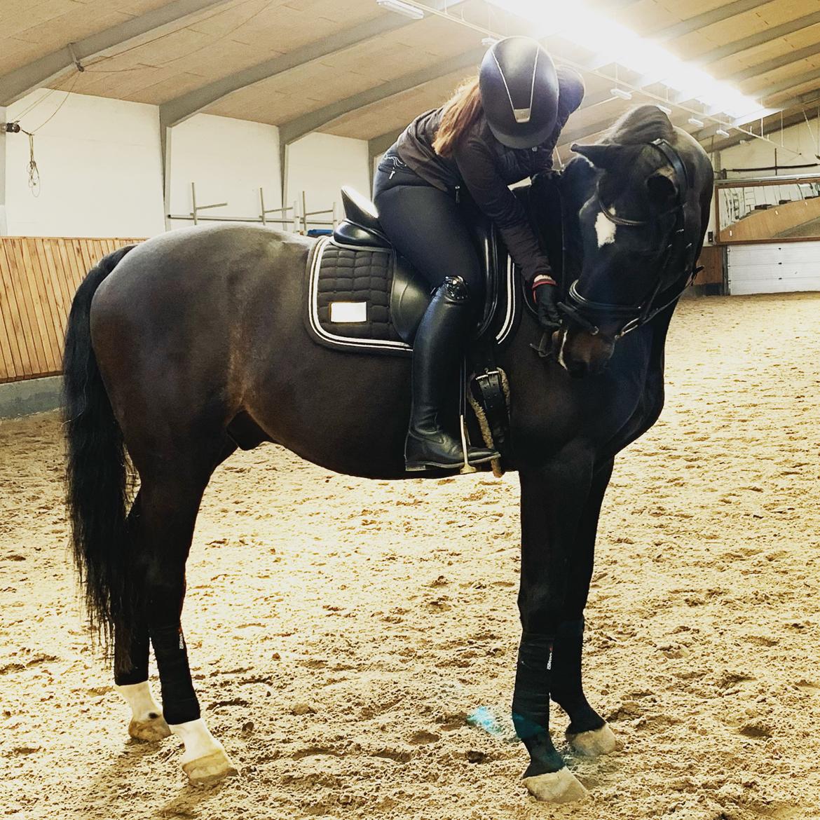 Dansk Varmblod Aqua billede 9