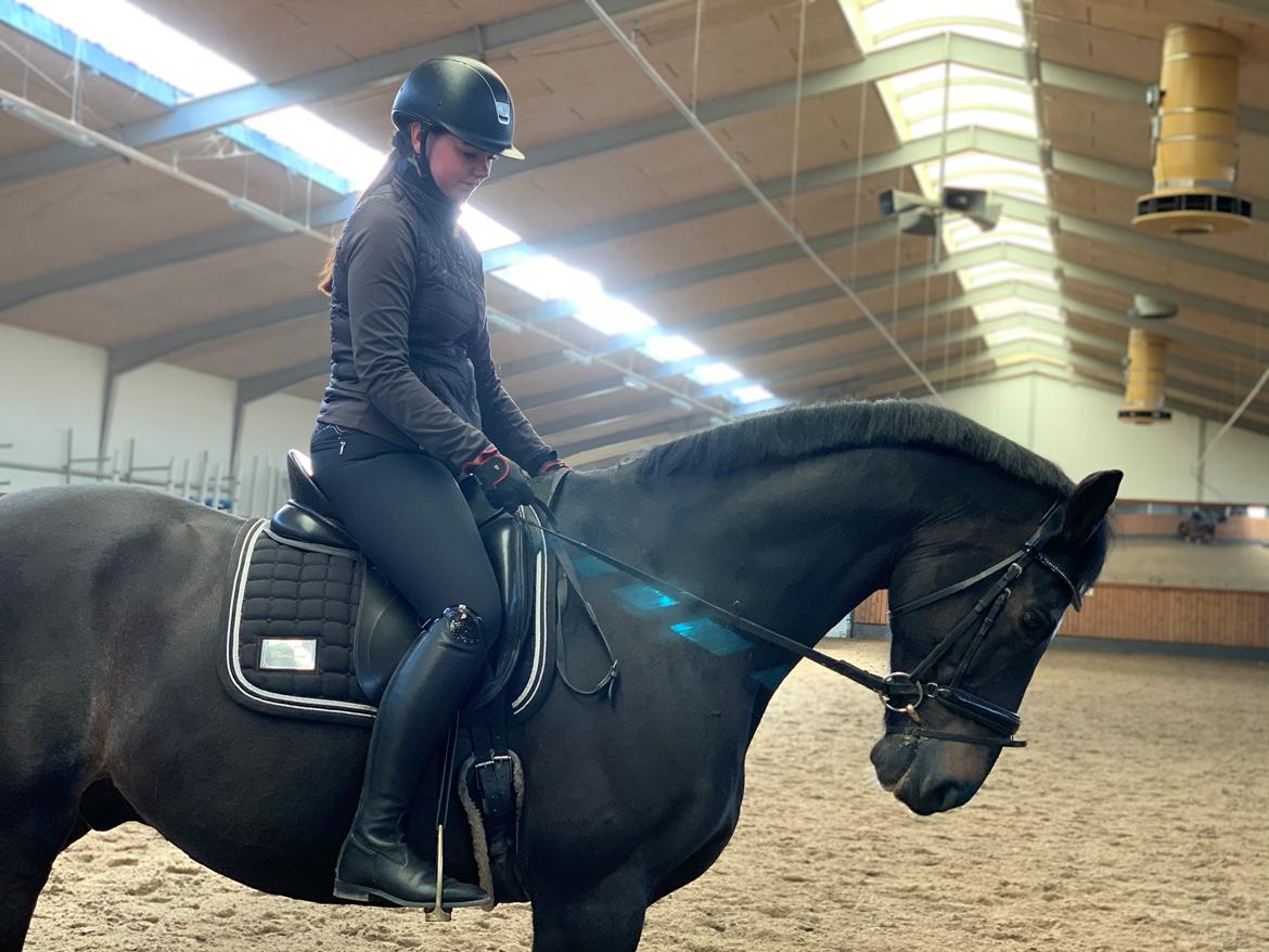 Dansk Varmblod Aqua billede 10