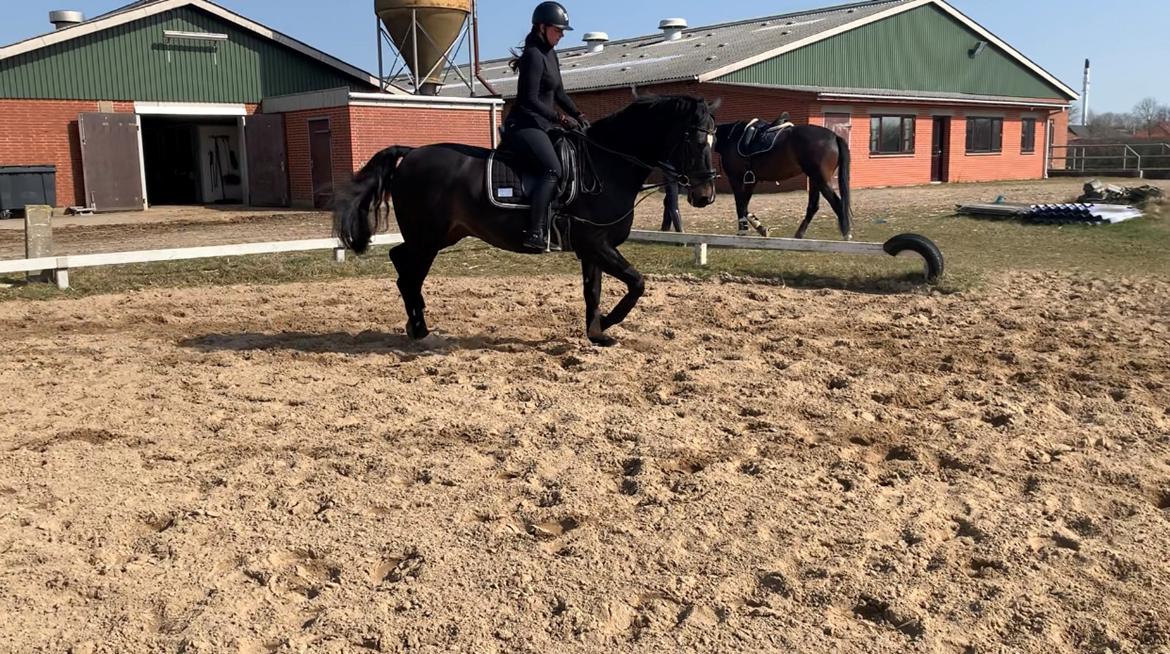 Dansk Varmblod Aqua billede 11