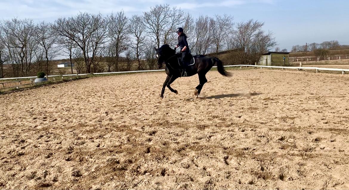 Dansk Varmblod Aqua billede 12