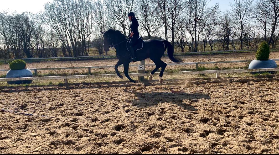 Dansk Varmblod Aqua billede 13