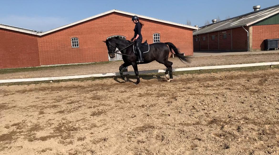 Dansk Varmblod Aqua billede 14