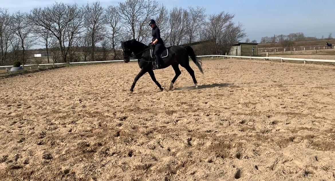 Dansk Varmblod Aqua billede 15