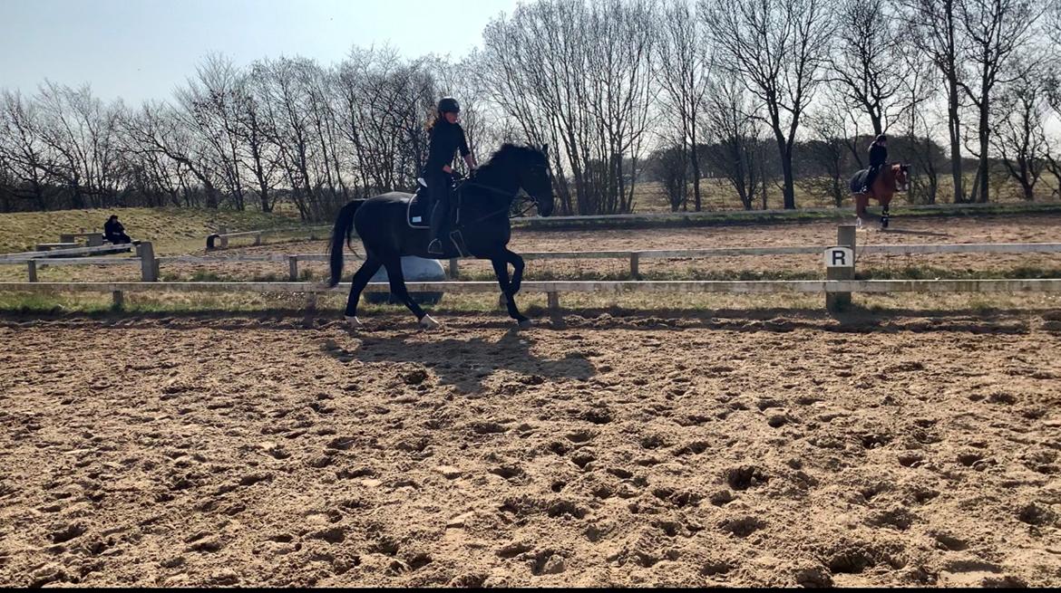 Dansk Varmblod Aqua billede 16