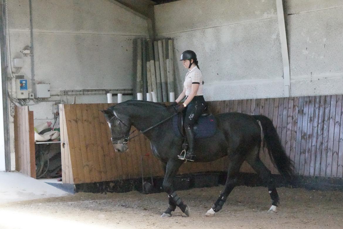 Dansk Varmblod Aqua billede 4