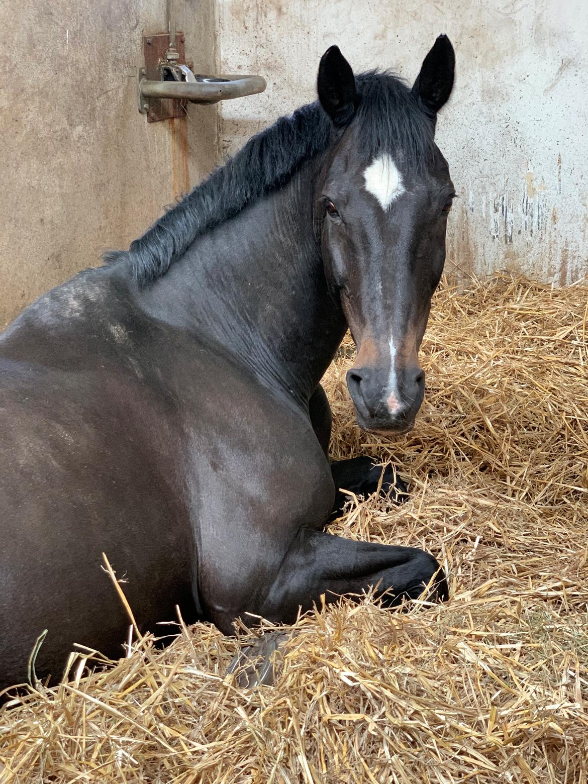 Dansk Varmblod Aqua billede 17