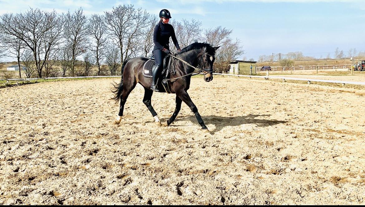 Dansk Varmblod Aqua billede 19