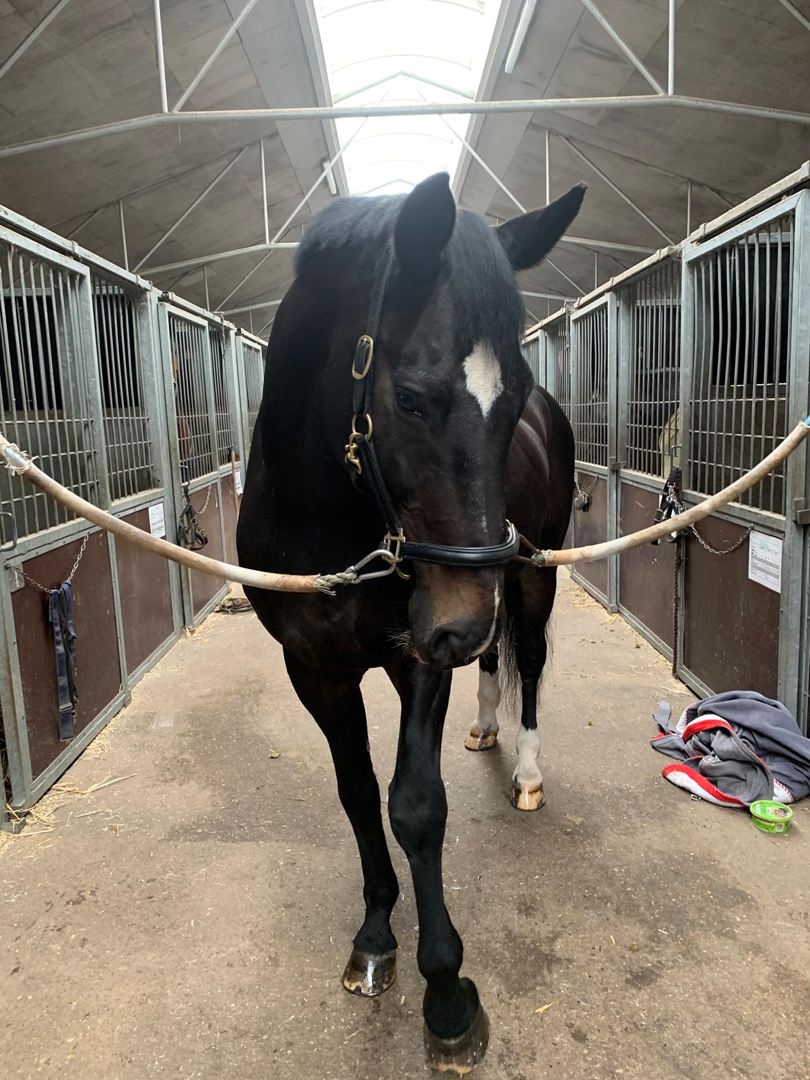 Dansk Varmblod Aqua billede 18