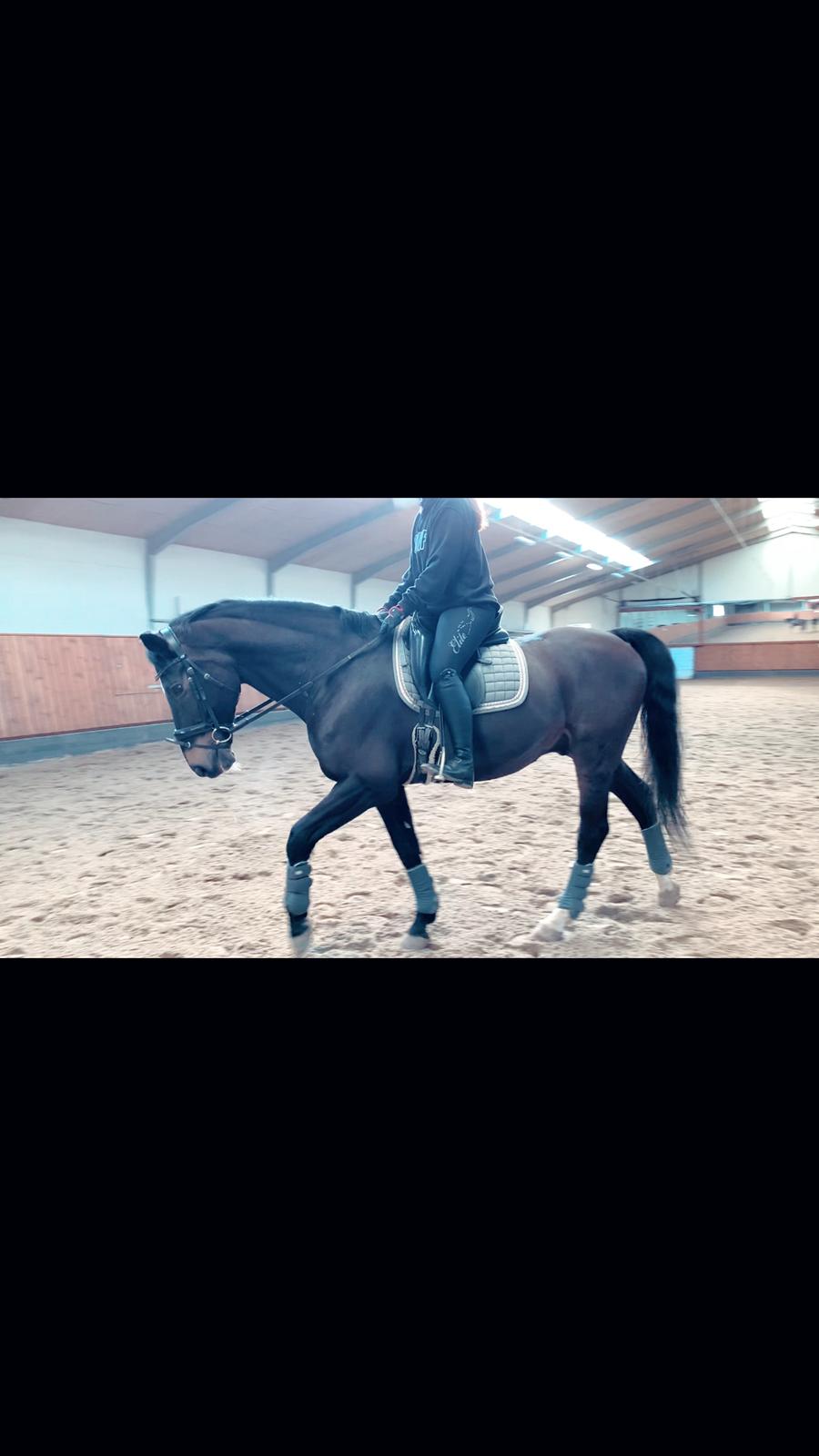 Dansk Varmblod Aqua billede 20