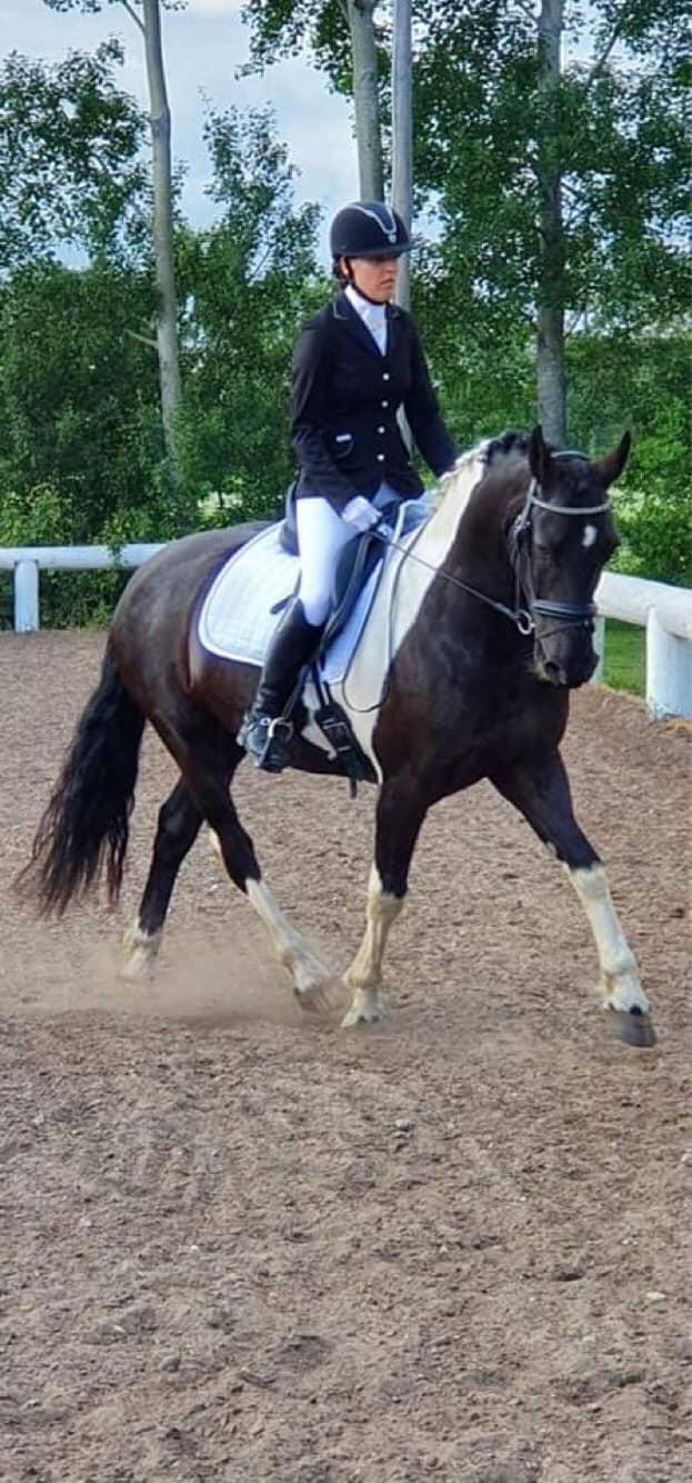 Barockpinto New Star  billede 17