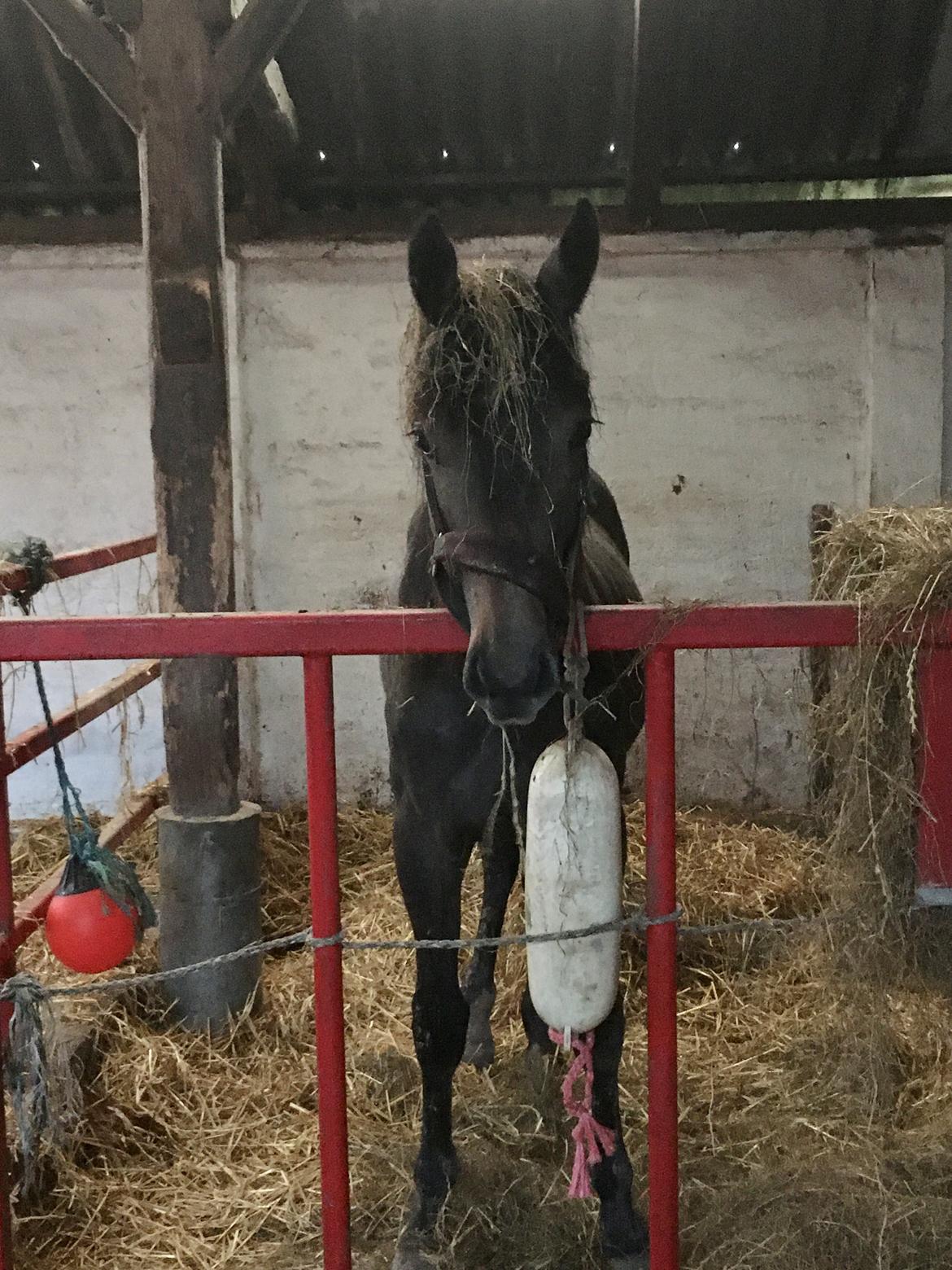 Dansk Varmblod Moesgaard's Pinnacle himmelbabyhest billede 15