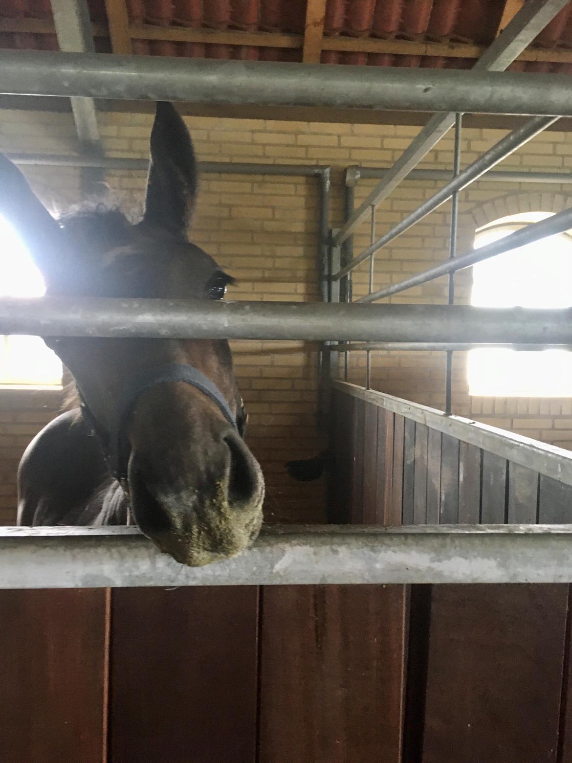 Dansk Varmblod Moesgaard's Pinnacle himmelbabyhest billede 16