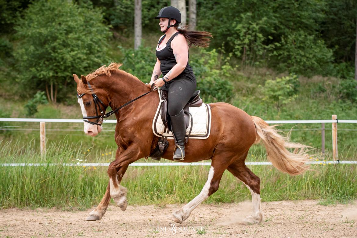 Welsh Cob (sec D) Filoe Da Vinci billede 45