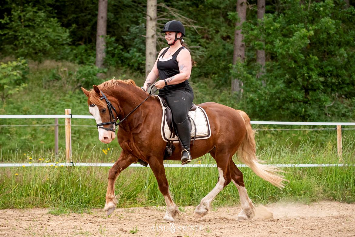 Welsh Cob (sec D) Filoe Da Vinci billede 46