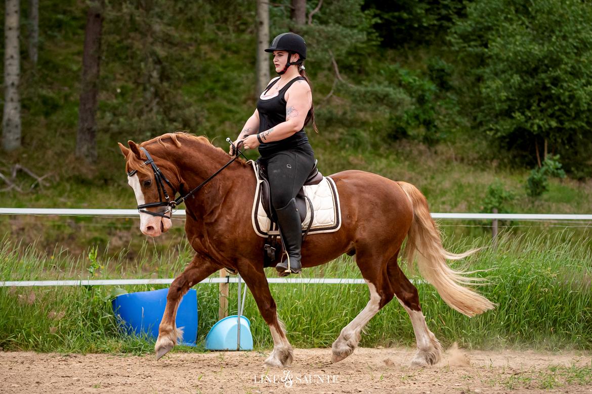Welsh Cob (sec D) Filoe Da Vinci billede 50
