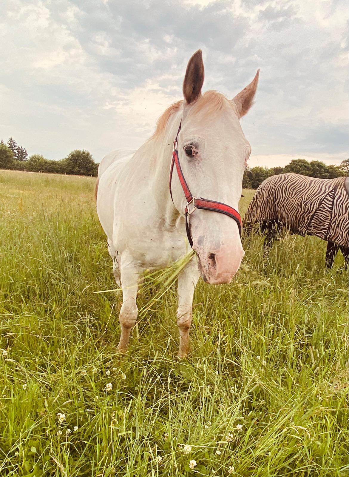 Knabstrupper Sanders Belinda billede 7