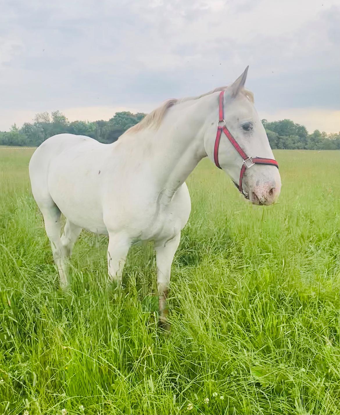 Knabstrupper Sanders Belinda billede 10