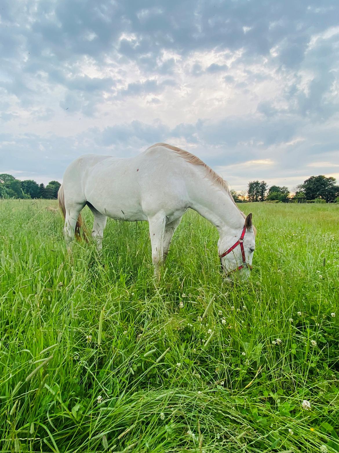 Knabstrupper Sanders Belinda billede 11