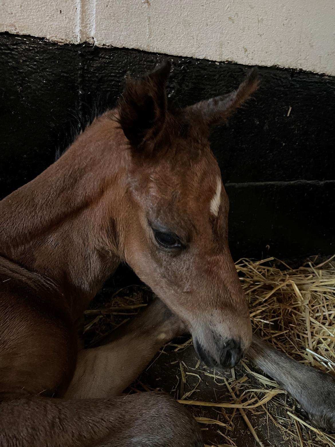 Dansk Varmblod Sundsdal's Rockabilly billede 1