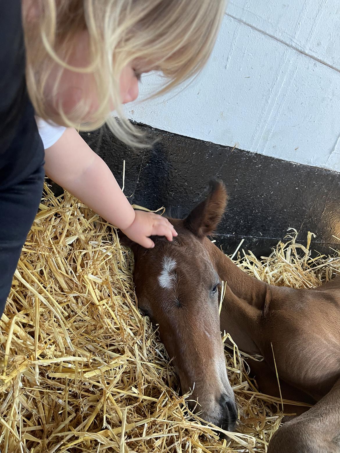 Dansk Varmblod Sundsdal's Rockabilly billede 3