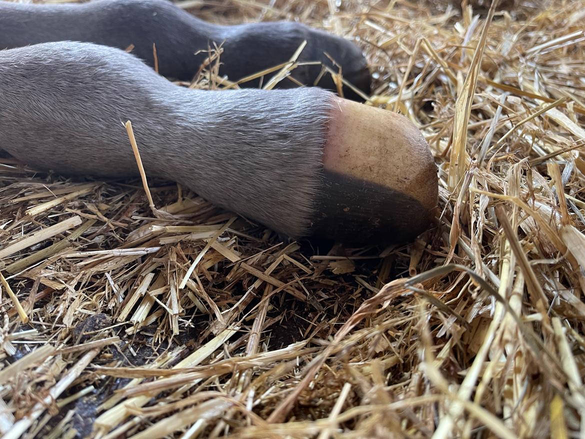 Dansk Varmblod Sundsdal's Rockabilly billede 4