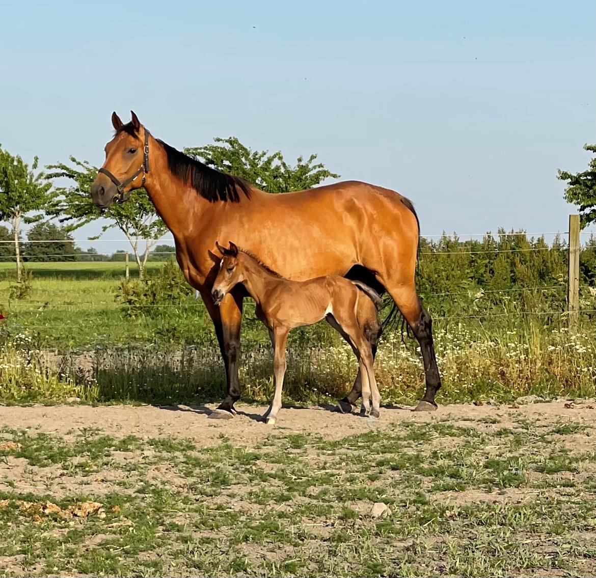 Dansk Varmblod Sundsdal's Rockabilly billede 5