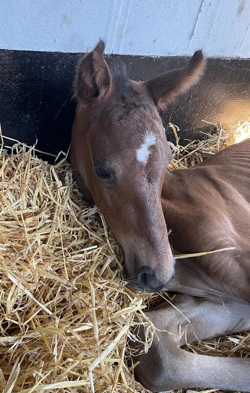 Dansk Varmblod Sundsdal's Rockabilly billede 7