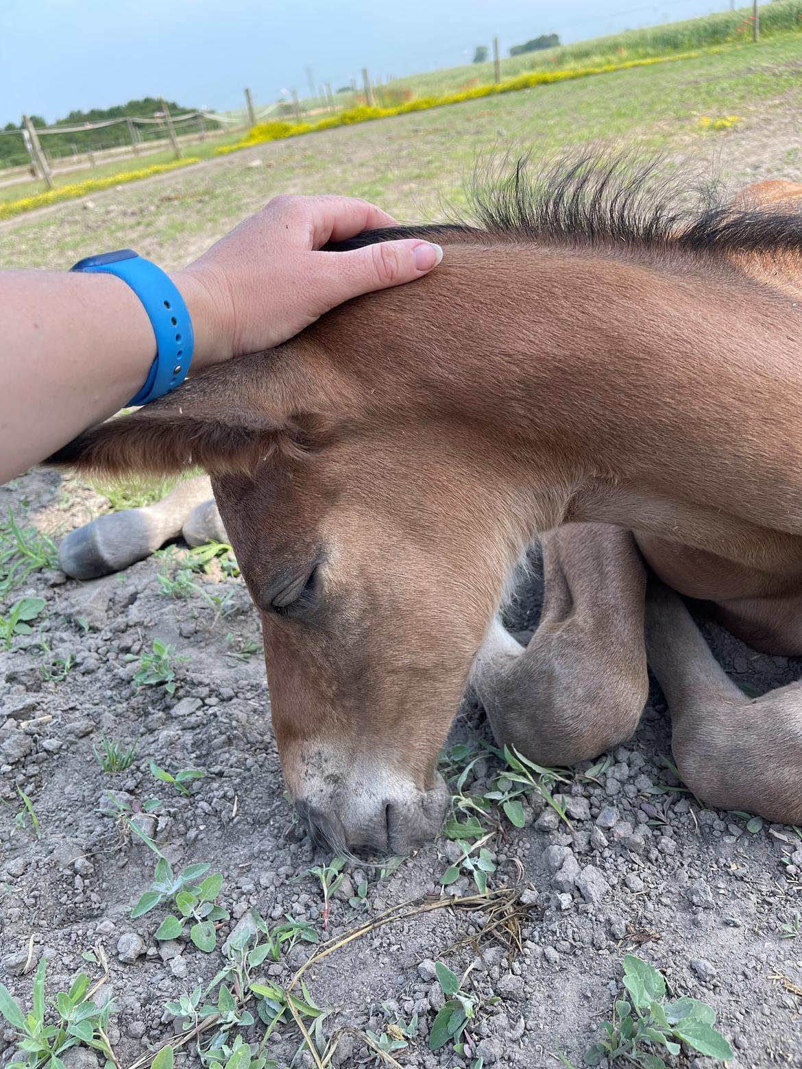 Dansk Varmblod Sundsdal's Rockabilly billede 6