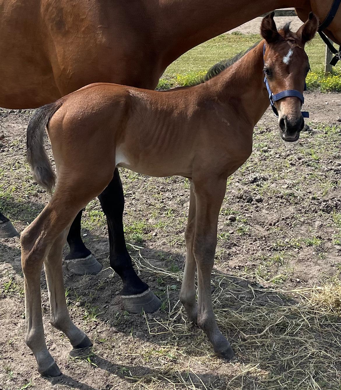 Dansk Varmblod Sundsdal's Rockabilly billede 8