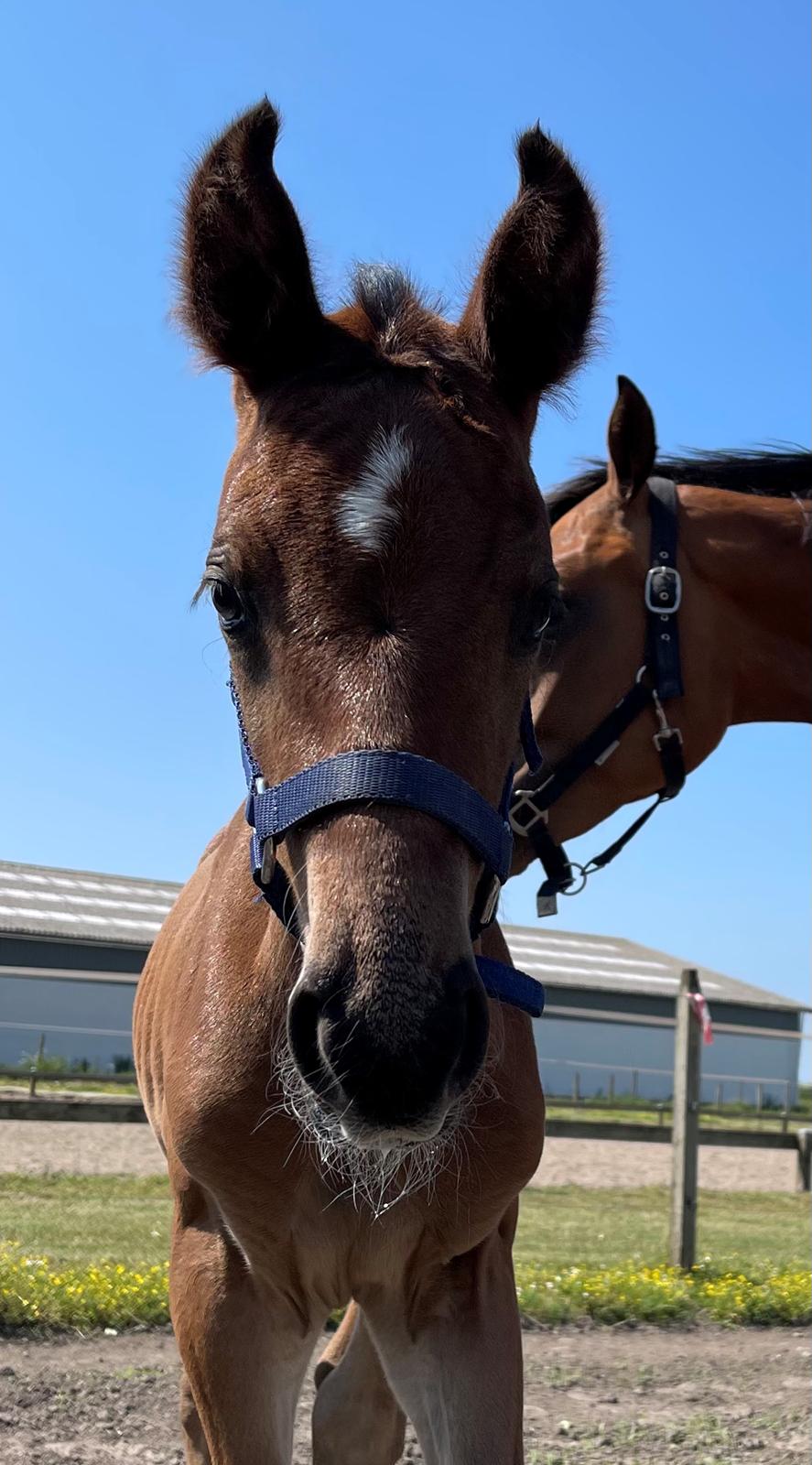 Dansk Varmblod Sundsdal's Rockabilly billede 9