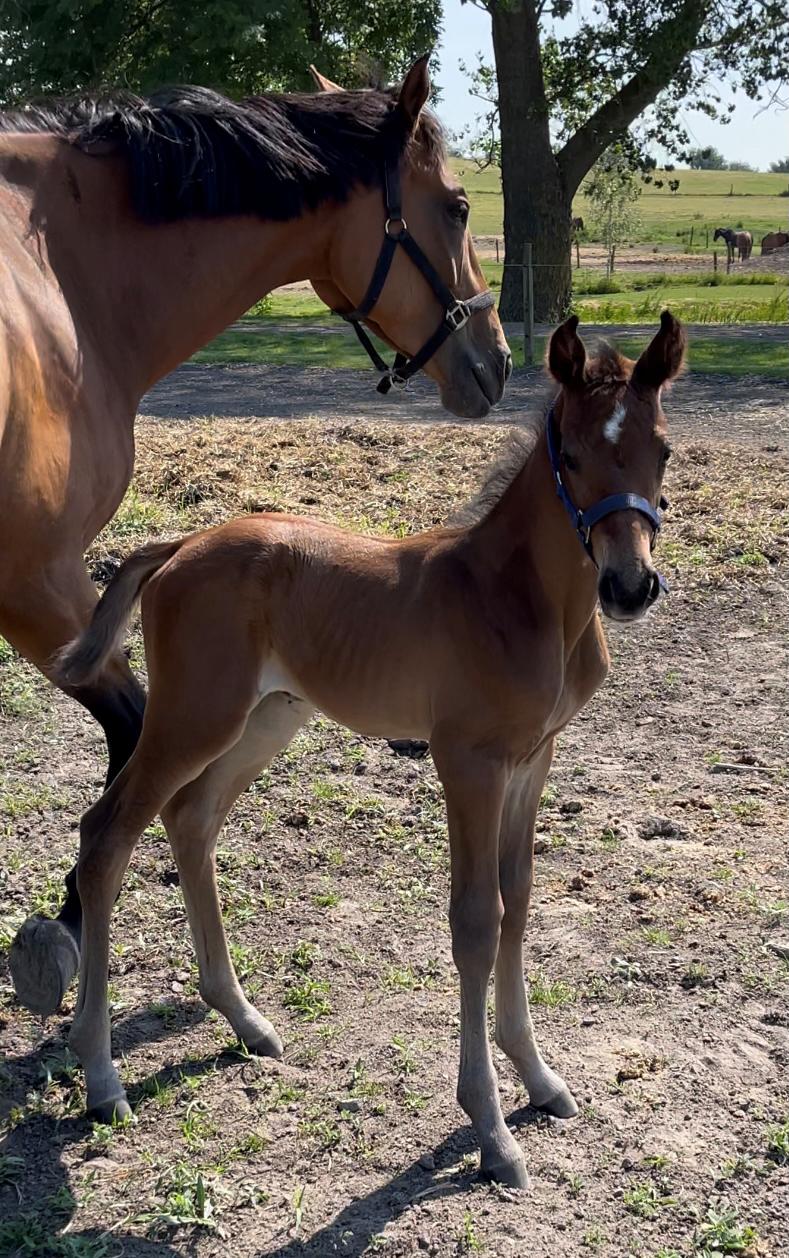 Dansk Varmblod Sundsdal's Rockabilly billede 11