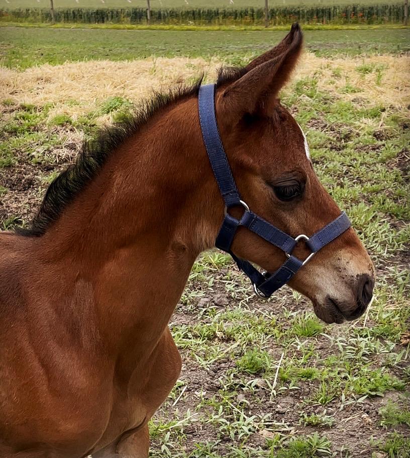 Dansk Varmblod Sundsdal's Rockabilly billede 12