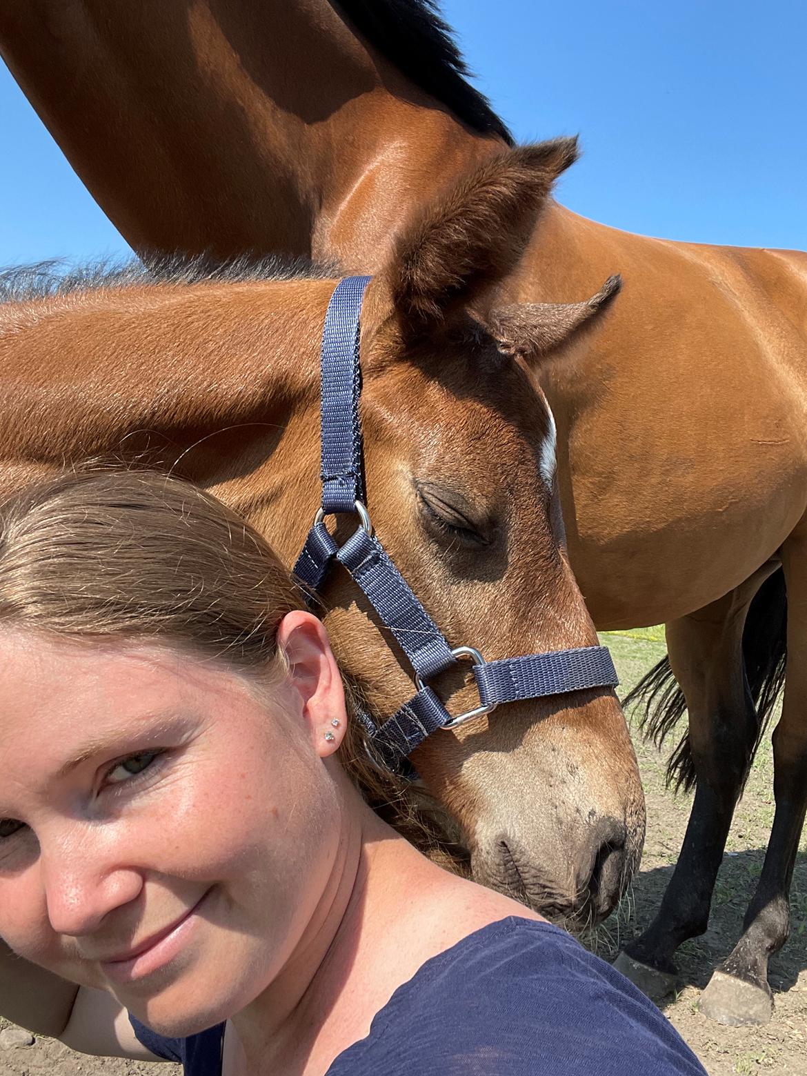 Dansk Varmblod Sundsdal's Rockabilly billede 10