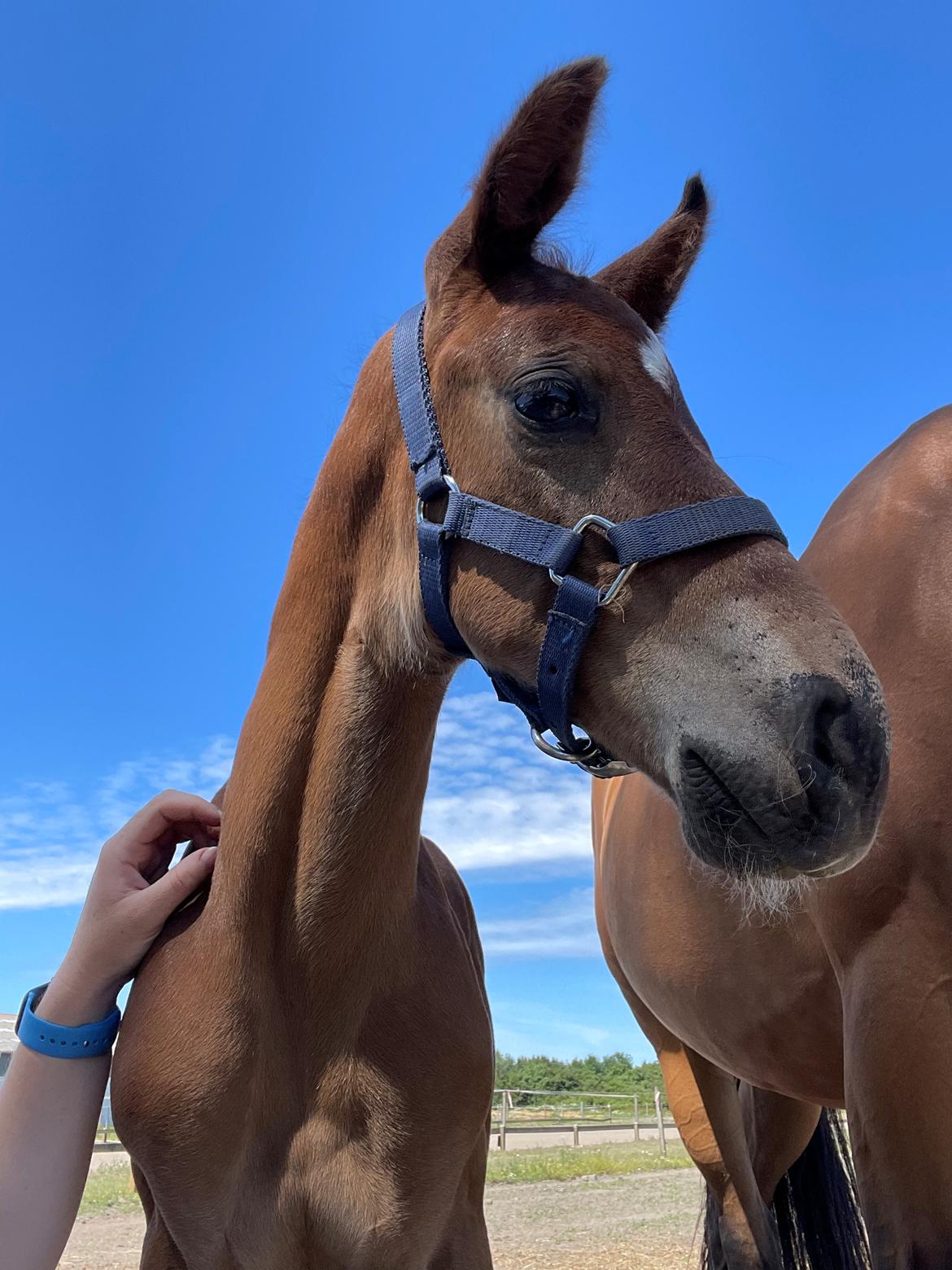 Dansk Varmblod Sundsdal's Rockabilly billede 13