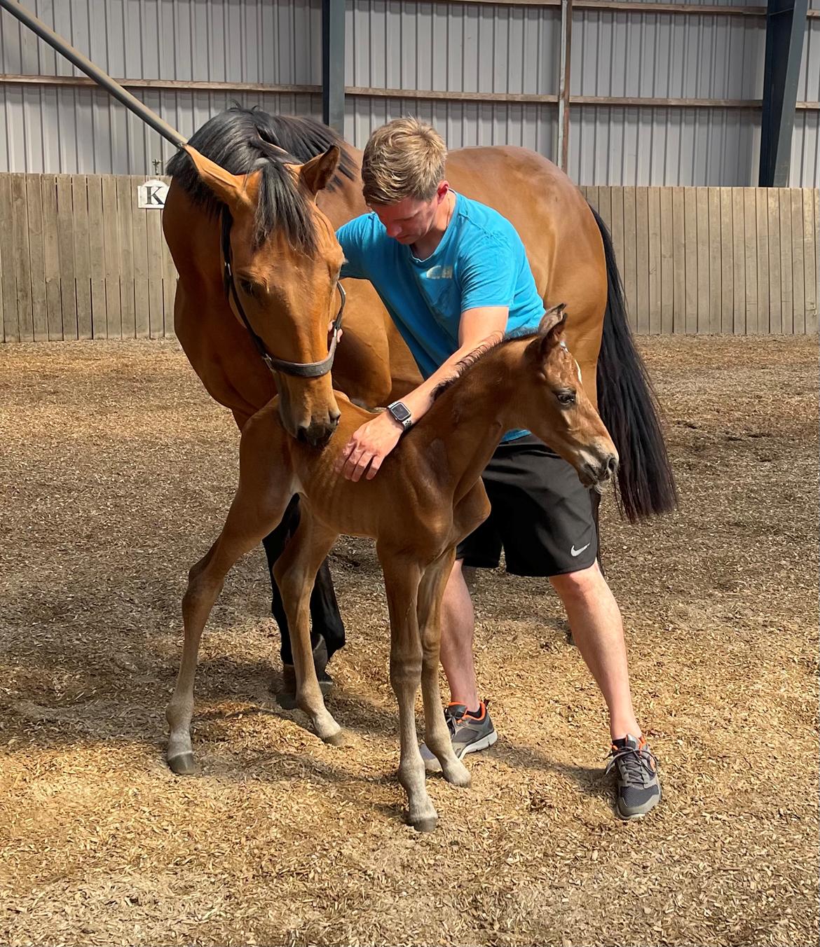Dansk Varmblod Sundsdal's Rockabilly billede 14