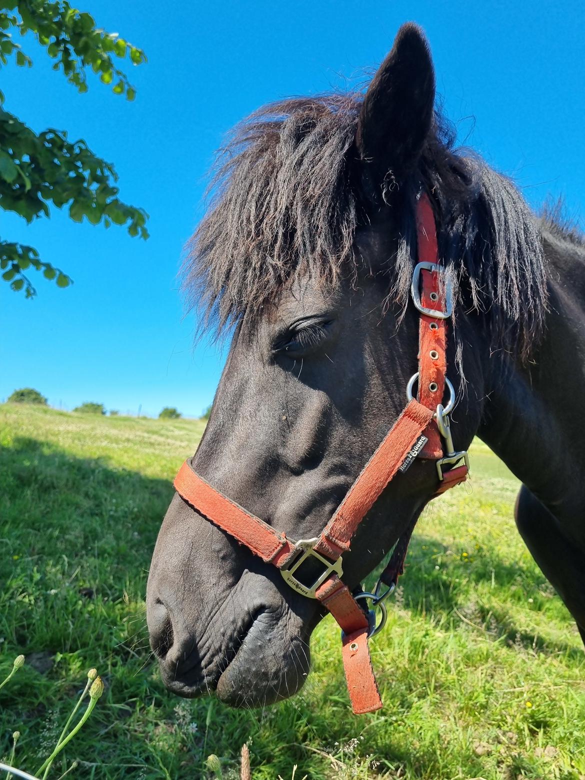 Islænder Ronja fra Hauløkkegaard  billede 10