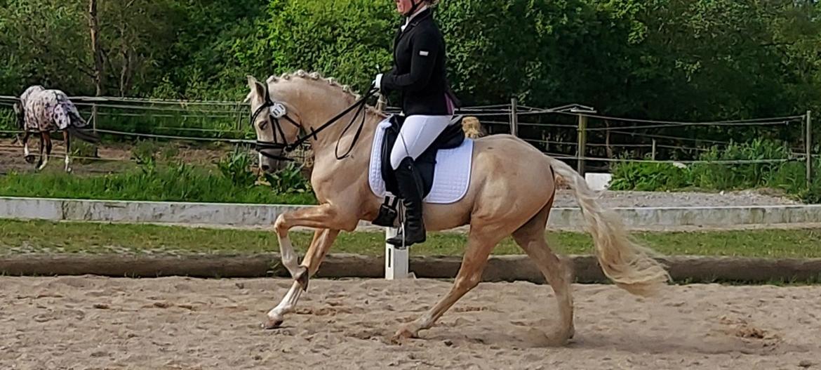 Welsh Pony (sec B) Eyarth Santiago (Avlshingst) - Første stævne maj 2021,kun redet 4 mdr! <3 billede 12