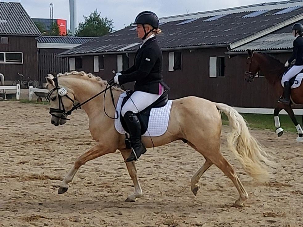 Welsh Pony (sec B) Eyarth Santiago (Avlshingst) - Første stævne maj 2021,kun redet 4 mdr! <3 billede 16