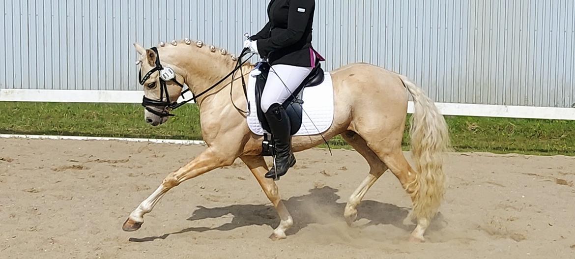 Welsh Pony (sec B) Eyarth Santiago (Avlshingst) - Første stævne maj 2021,kun redet 4 mdr! <3 billede 5