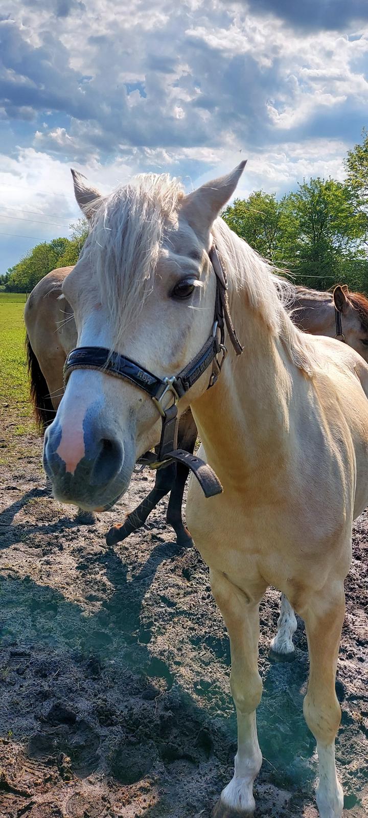 Welsh Pony (sec B) Eyarth Santiago (Avlshingst) billede 8