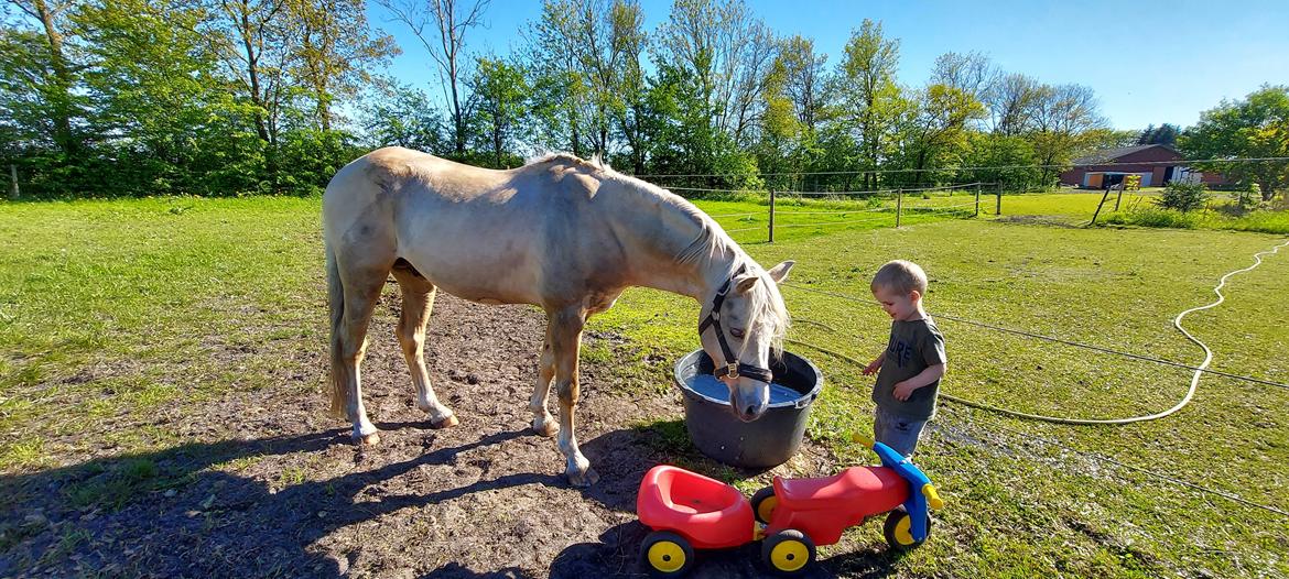 Welsh Pony (sec B) Eyarth Santiago (Avlshingst) - De to dejligeste blideste drenge <3 billede 2